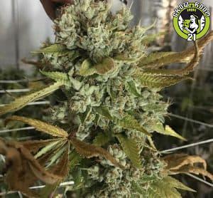 Bild von Animal Cookies x Kush Mints 11