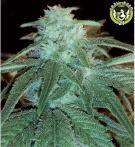 Bild von Malana Lemon Hashplant