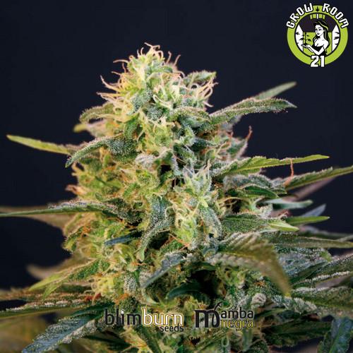 Bild von Mamba Negra