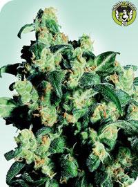 Bild von Super Skunk