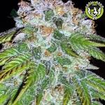 Bild von Auto Big Bud