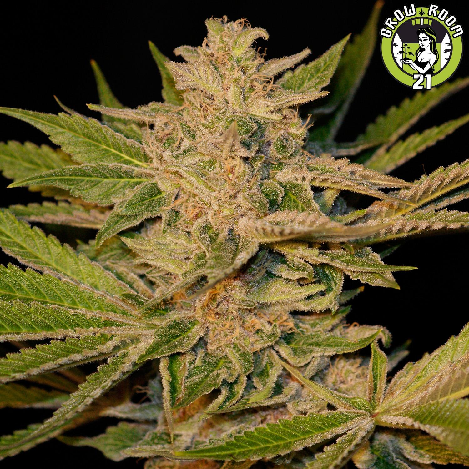 Bild von Crimson Crush