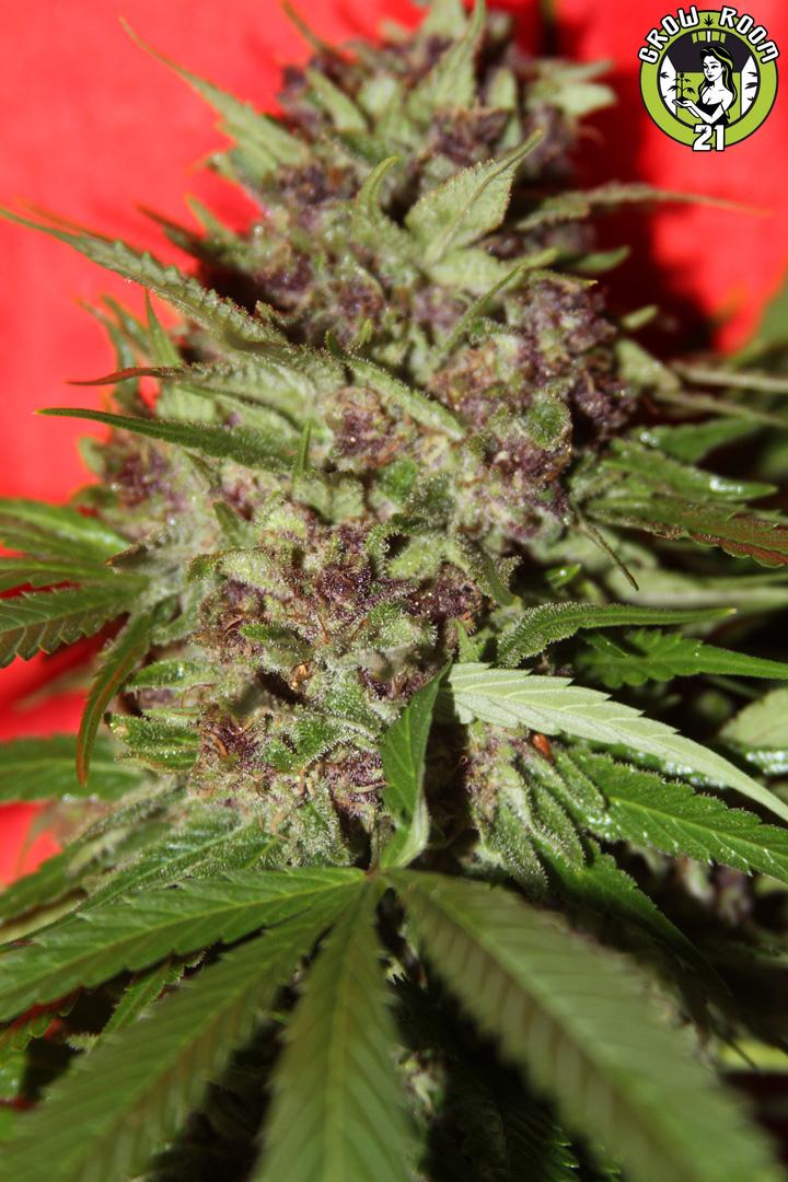 Bild von New England Skunk