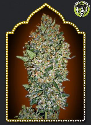 Bild von CheeseBerry