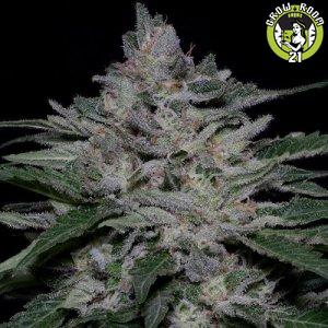 Bild von Fire OG Kush