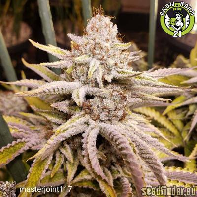 Bild von Sugar Cube F2