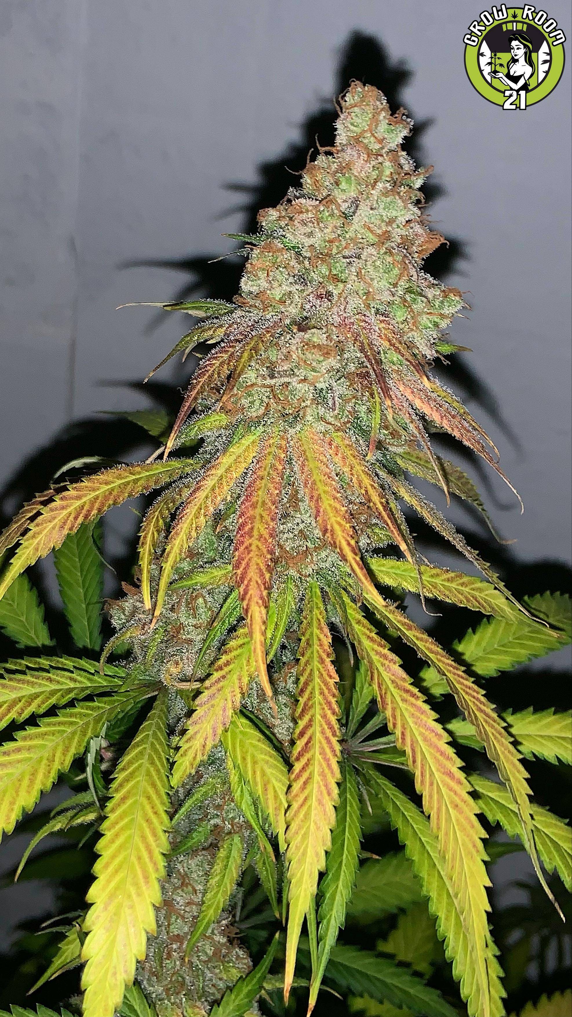 Bild von Banana Nose Berry