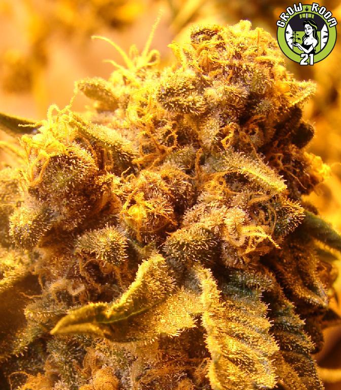 Bild von Purple Fuck V2