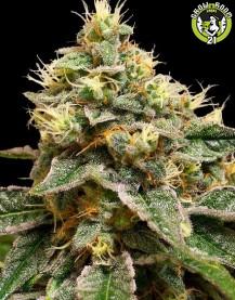 Bild von OG LA Affie