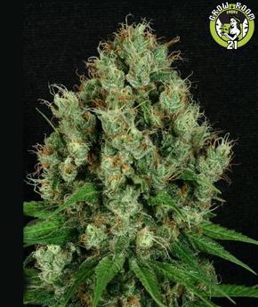 Bild von Mendo Diesel