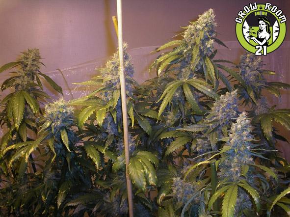 Bild von Blueberry Punch