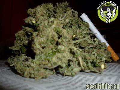 Bild von Jack the Ripper F2