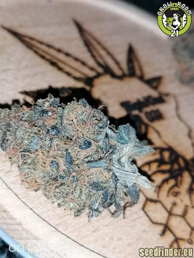 Bild von Alien Queen