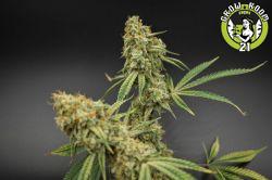 Bild von Banana Jack OG