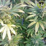 Bild von Deep Purple
