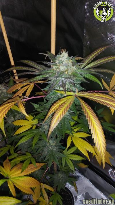 Bild von Fainting Goat