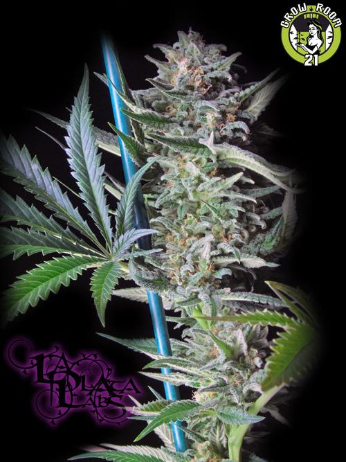 Bild von Big Skunk