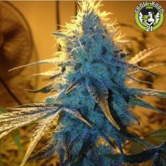 Bild von Golden Gage