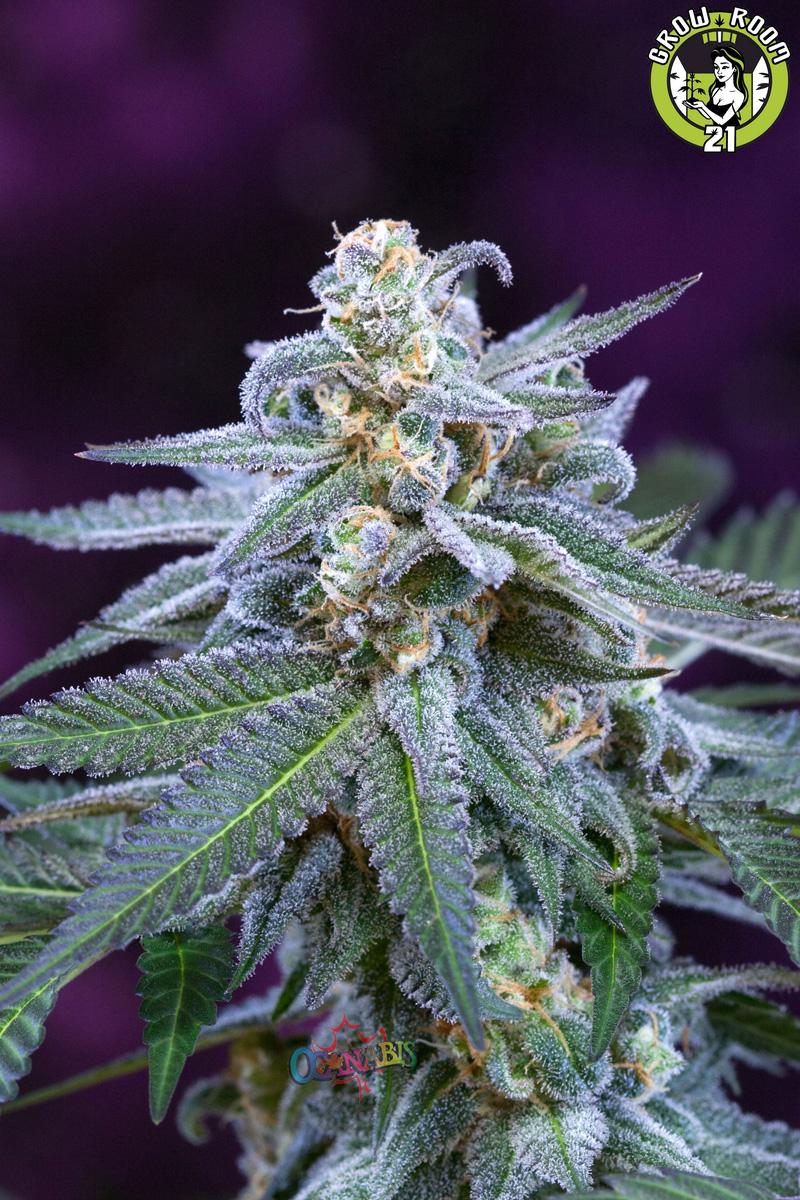 Bild von Killer Grape