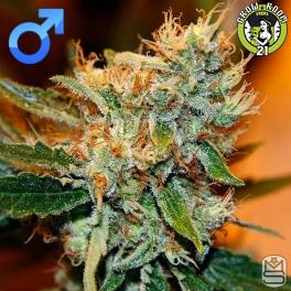 Bild von Pursang Haze