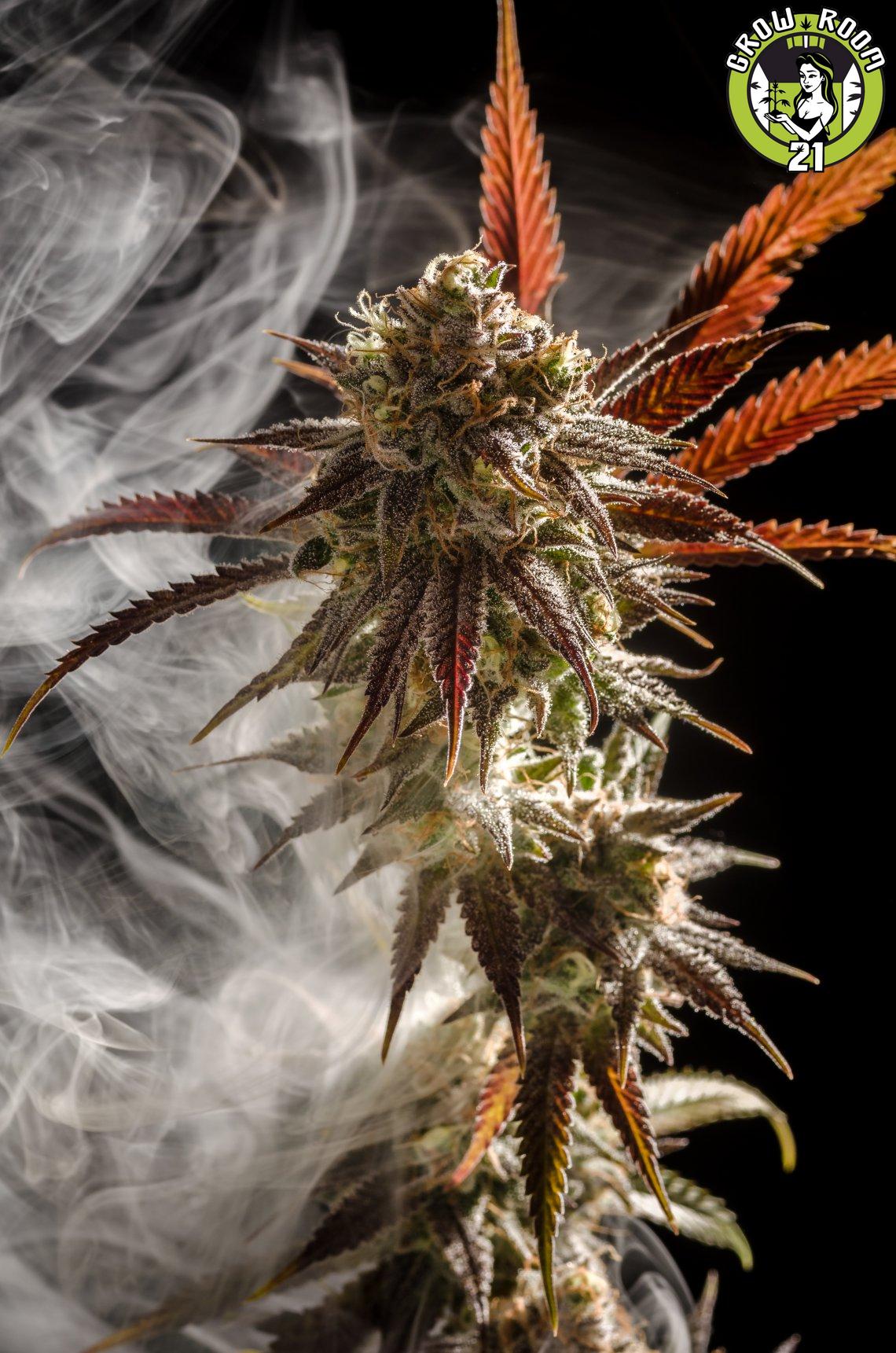 Bild von Micky Kush