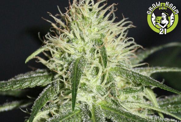 Bild von Psycho Killer