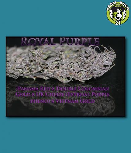 Bild von Royal Purple