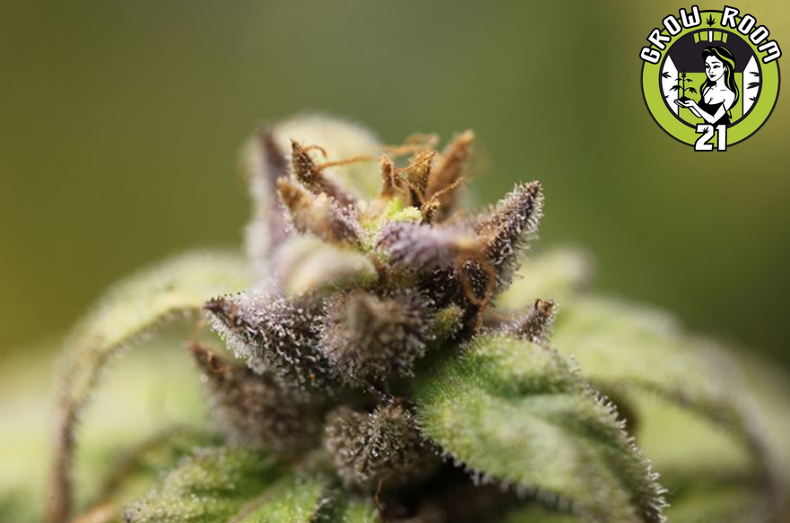 Bild von Penny Weed