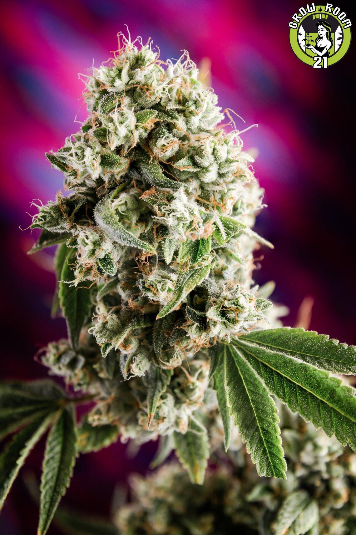 Bild von Quantum Kush