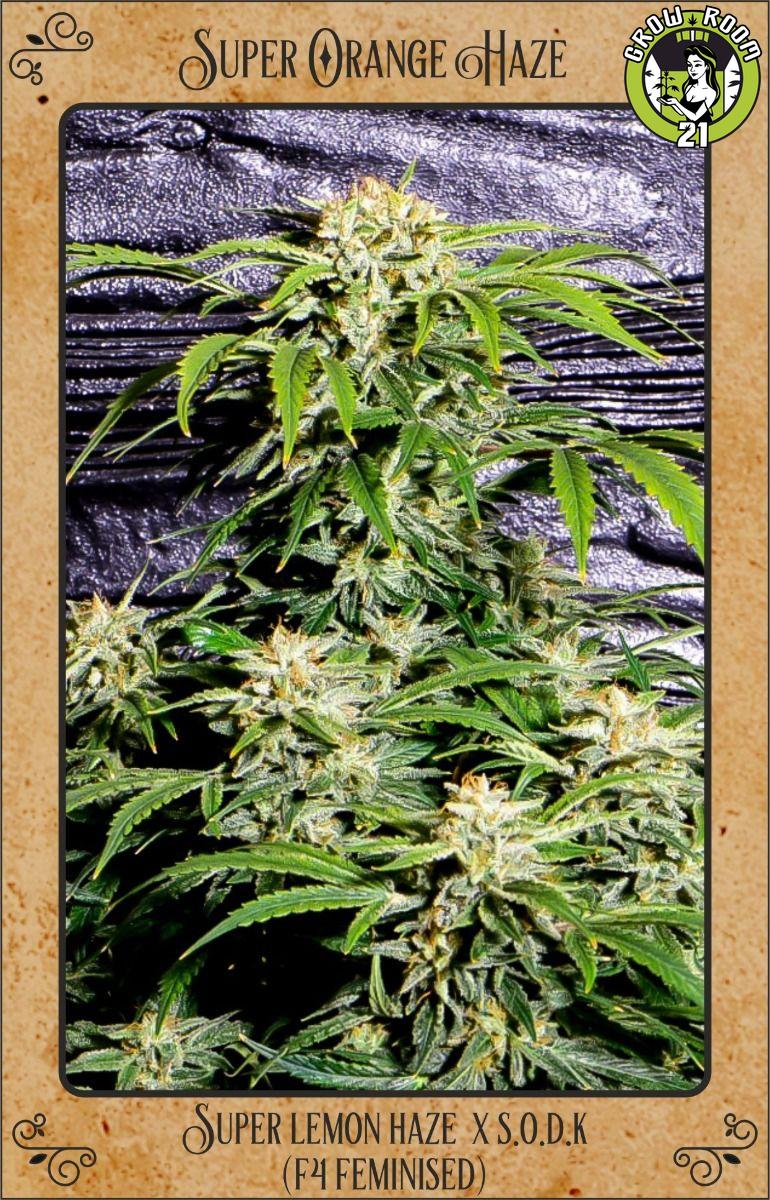 Bild von Super Orange Haze
