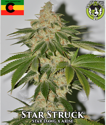 Bild von Star Struck