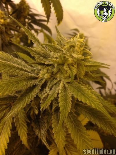 Bild von Sweet Potato