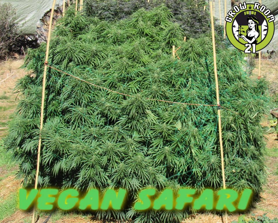 Bild von Vegan Safari