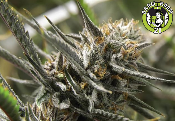 Bild von A1 Kush Pie
