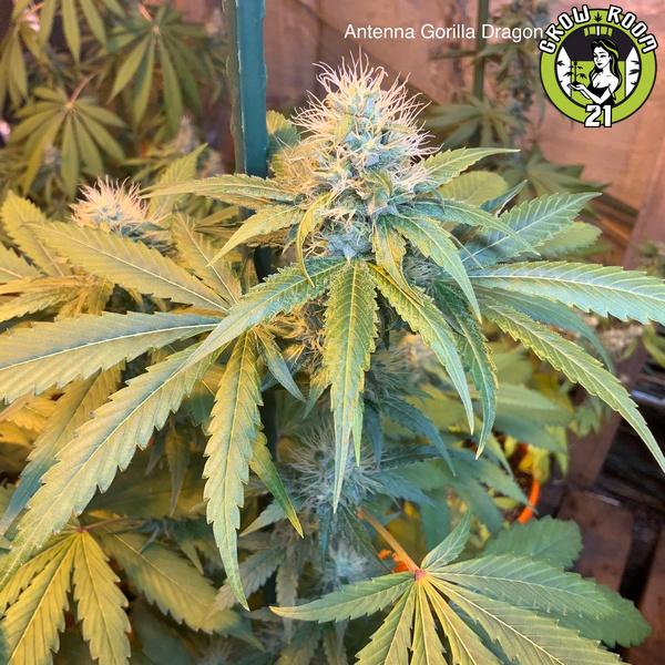 Bild von Antenna Gorilla Dragon OG Haze