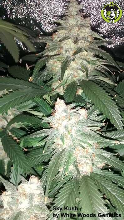 Bild von Sky Kush