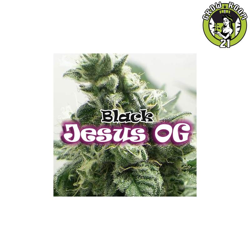 Bild von Black Jesus OG