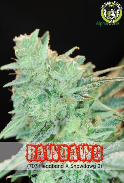 Bild von Rawdawg
