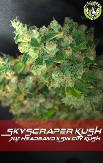 Bild von Skyscraper Kush