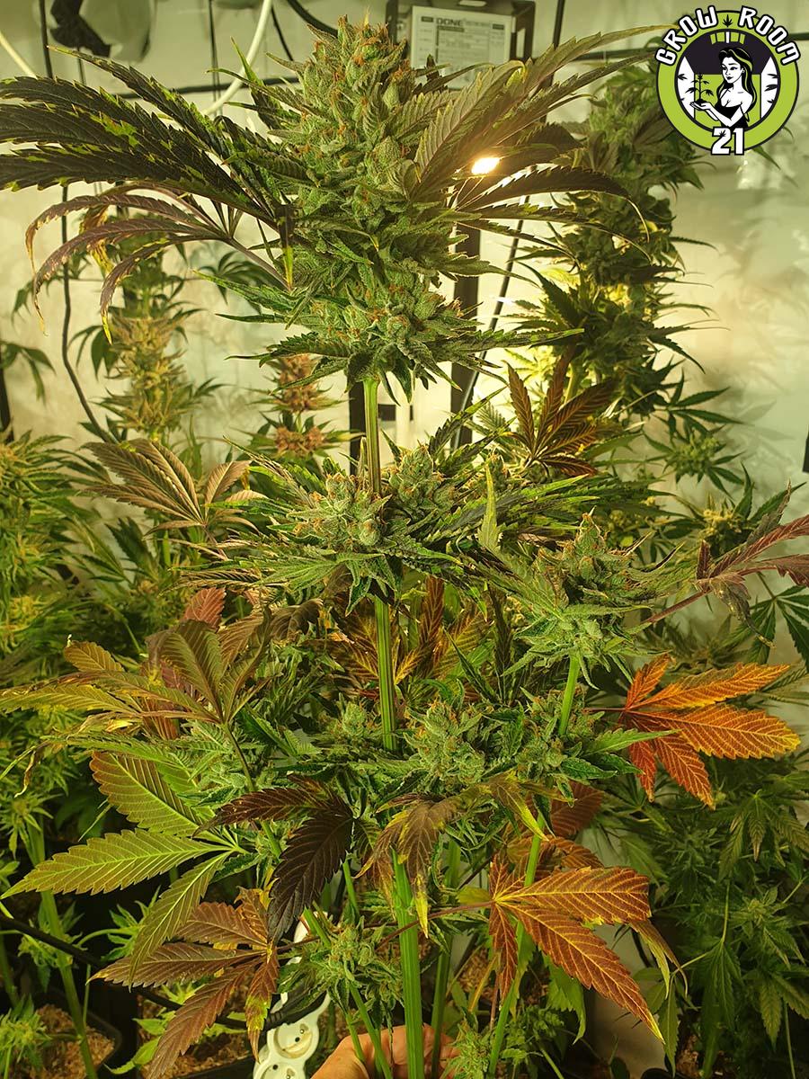 Bild von Sugar Tree