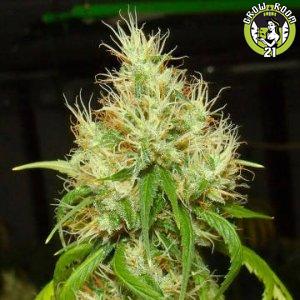 Bild von BA 75 Haze