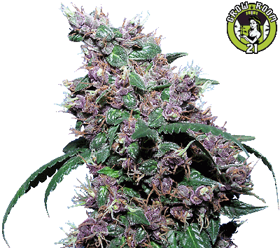 Bild von BC Black Velvet