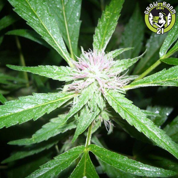 Bild von BC Haze2 x Freezeland