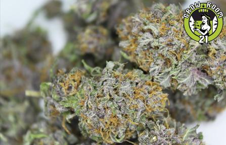 Bild von Blanco Berry Kush