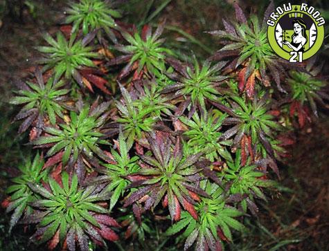 Bild von BC Purple Star