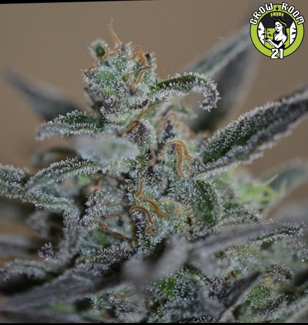 Bild von Bahia Blackhead