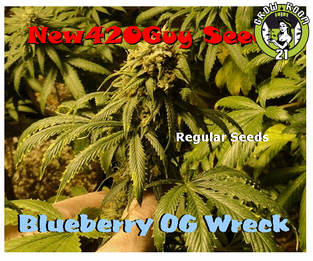 Bild von Blueberry OG Wreck