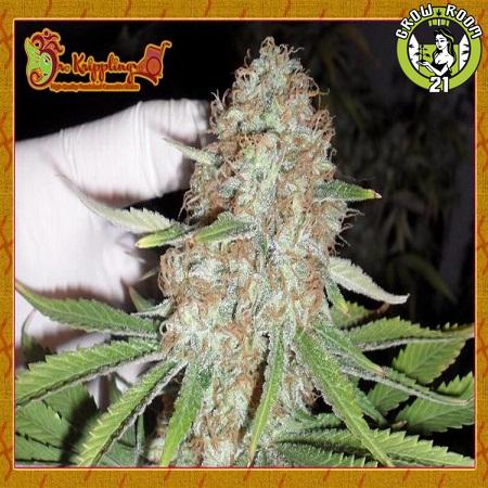 Bild von Blue Kripple
