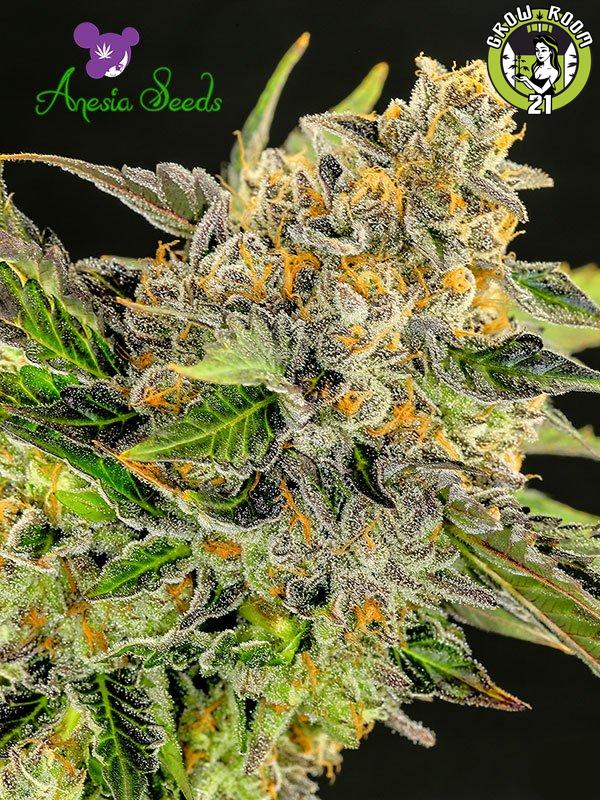 Bild von Strawberry Kush