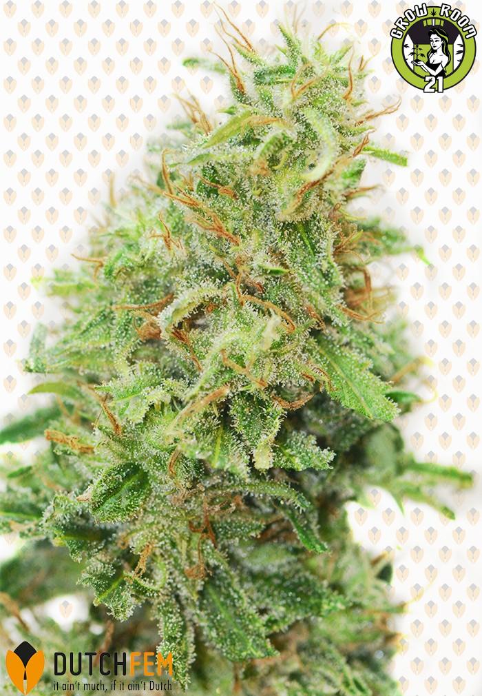 Bild von Amnesia Haze Original